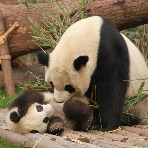 Mãe panda com seu filhote