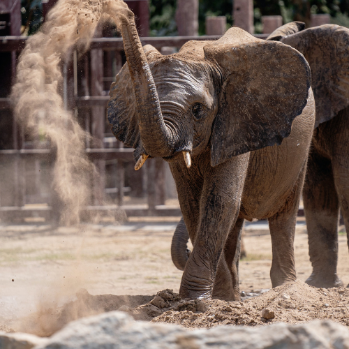 Elefante jogando areia com sua tromba