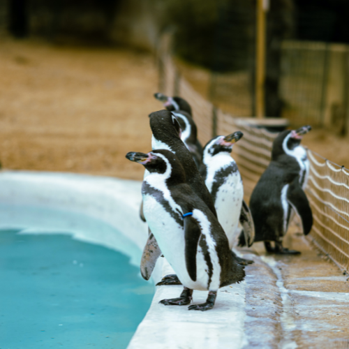 Grupo de penguins próximos da água