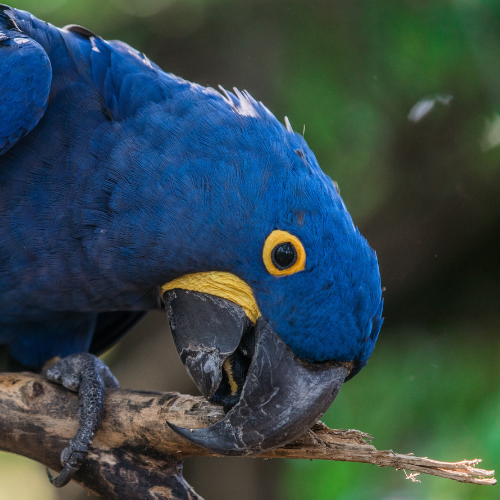 Arara-azul-grande em meio as folhas de uma árvore