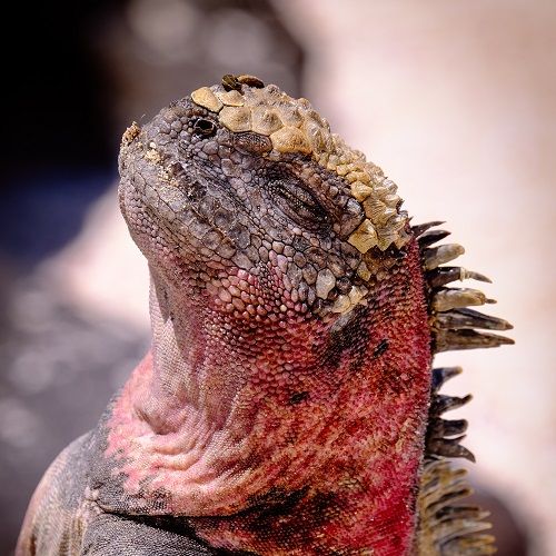 Pavão macho